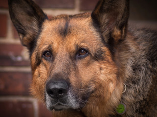 alter schäferhund mit grauem bart