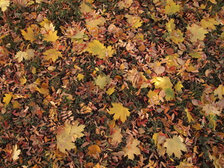 Autumn leaves