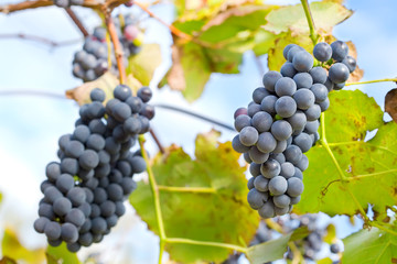 Red Grapes
