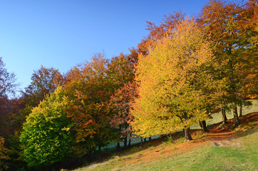 Magic landscape with a tree with gold leaves in autumn (relaxati