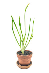 Young onion  plant in pot isolated white