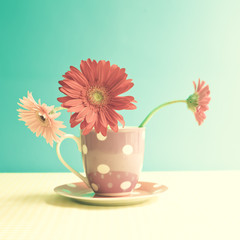 Gerbera flowers in a polka dots cup over turquoise background