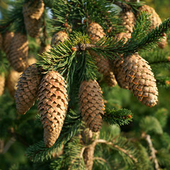 Picea abies Acrocona - autumn spruce cones