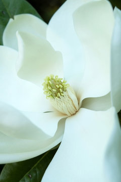 magnolia flower