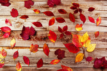 Autumn background with colored leaves on wooden boards