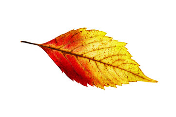Autumn leaf isolated on white background
