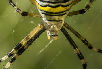 Araignée sur sa toile - Argiope