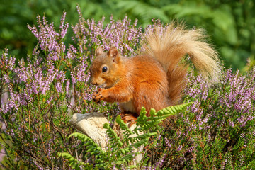 Red Squirrel in English countryside