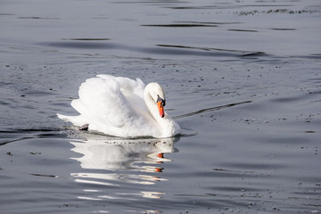 Naklejka premium Cygne au grand large