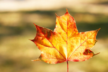 Autumn leaf - beauty in nature