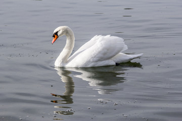 Cygne au grand large
