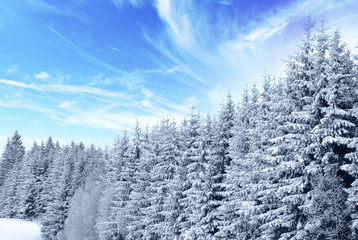 trees with snow