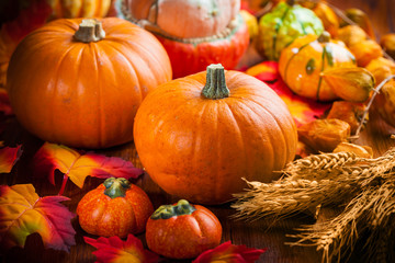 Pumpkins for Thanksgiving