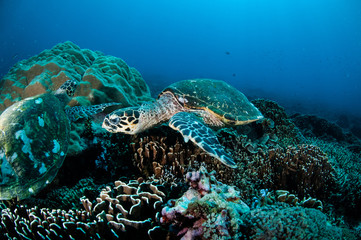 Fototapeta na wymiar Hawksbill Turtle in Gili Lombok Nusa Tenggara Barat underwater