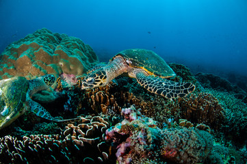 Hawksbill Turtle in Gili Lombok Nusa Tenggara Barat underwater
