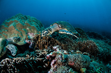 Obraz na płótnie Canvas Hawksbill Turtle in Gili Lombok Nusa Tenggara Barat underwater