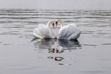 Les cygnes amoureux
