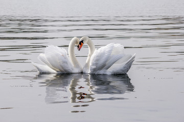 Les cygnes amoureux