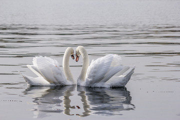 Les cygnes amoureux