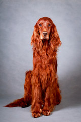 Red irish setter dog