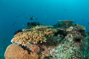 Fototapeta na wymiar Various coral reefs, Gili Lombok Nusa Tenggara Barat underwater
