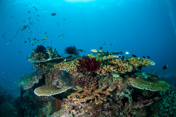 Various coral reefs, Gili Lombok Nusa Tenggara Barat underwater