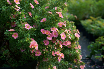 Potentilla fruticosa Pink Beauty  - cinquefoils