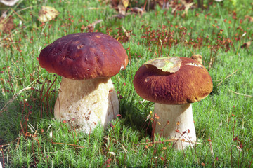 Porcini mushroom (Boletus edulis)
