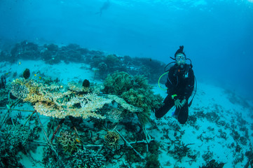 Naklejka na ściany i meble Diver and biorocks in Gili Lombok Nusa Tenggara Barat underwater
