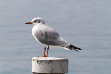 seagull on lake