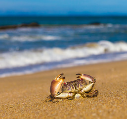 Menacing Eyes On the Shore