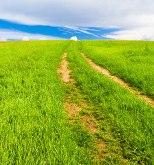 Acres Wild Summer Lawn