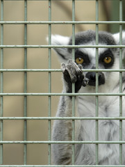 ワオキツネザル