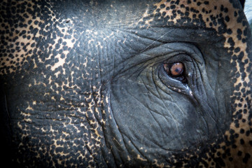 Eye of an elephant
