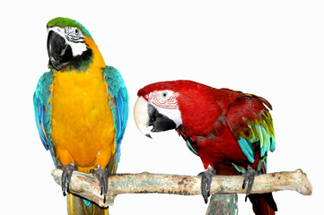 zwei Papageien