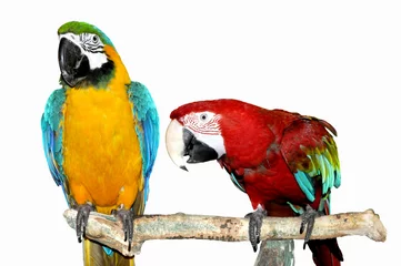 Foto op Plexiglas twee papegaaien © Анжелика Михайлюк
