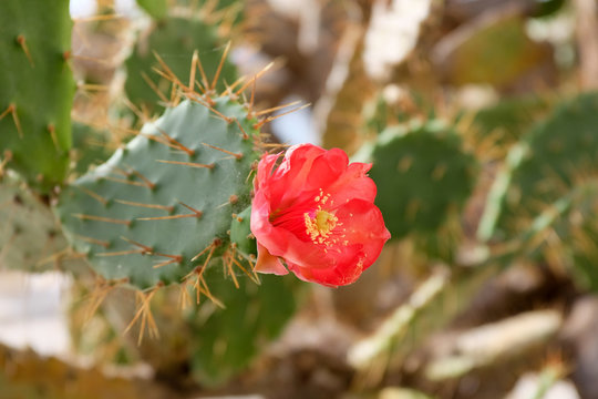 Opuntia bloom