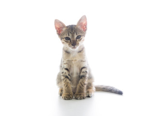 Cute tabby kitten isolated