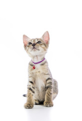 Fototapeta na wymiar Cute tabby kitten isolated
