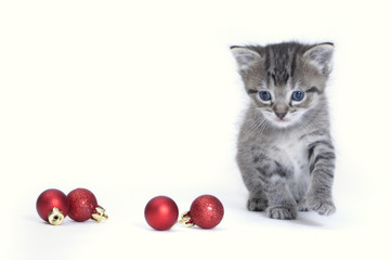 Fototapeta na wymiar Christmas kitten with baubles