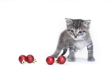 Fototapeta na wymiar Christmas kitten with baubles
