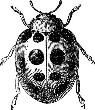 Vintage image insect ladybird