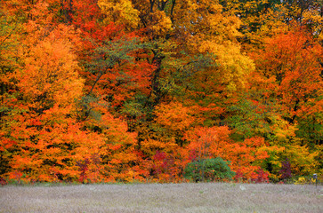 Bright autumn trees with beautiful color harmony