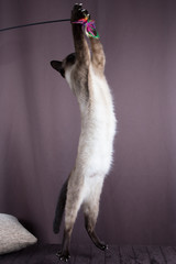 Siam Katze am Spielen