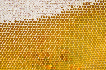 Honeycomb with fresh honey