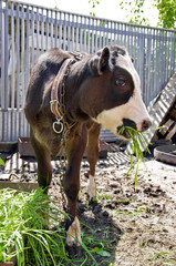 Young cow eats green grass
