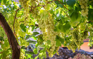 Uva bianca in vigneto
