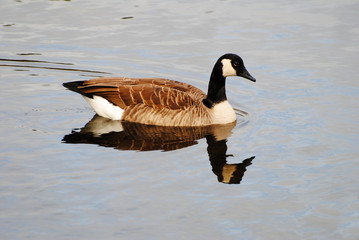 Perfect Canadian Goose Swimming with a Reflection in the Water