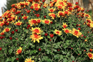 Fototapeta premium Chrysanthemum autumn flowers.