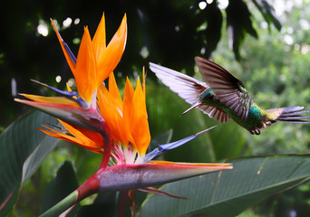 Fototapeta na wymiar Flying Hummingbird at a Strelitzia flower